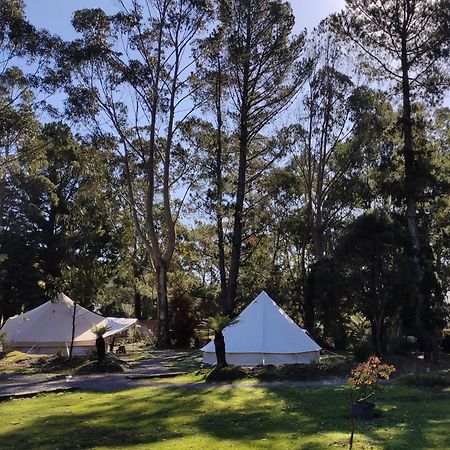 Glamping At Zeehan Bush Camp Exteriör bild