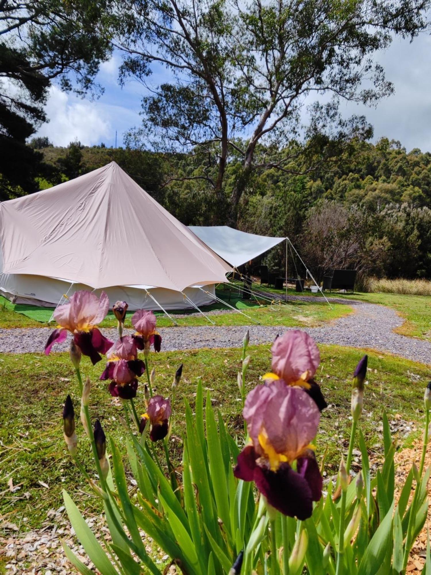 Glamping At Zeehan Bush Camp Exteriör bild